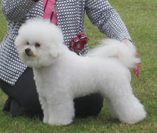 Mystic aged 6 Years